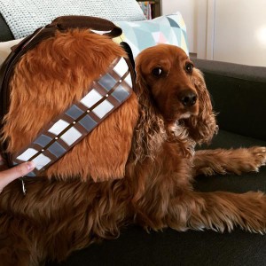 Even the dogs not immune from Star Wars fever.